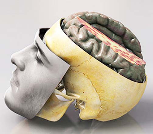 دراسة : مركزالشهية للطعام والرغبة الجنسية داخل المخ